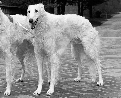 Top Conformation Borzoi 1958